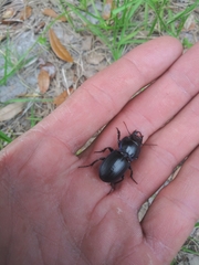 Pasimachus subsulcatus