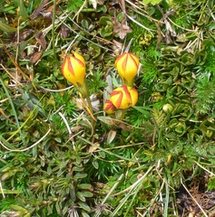 Gentianella hirculus