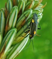 Grypocoris