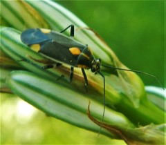 Grypocoris