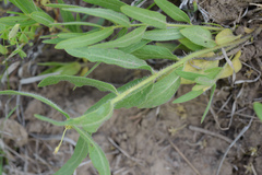 Asclepias lanuginosa