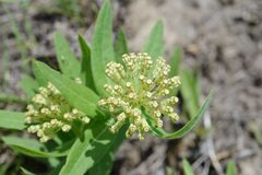 Asclepias lanuginosa