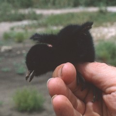 Rallus crepitans