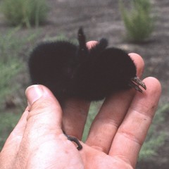 Rallus crepitans