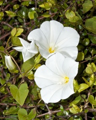 Calystegia tuguriorum