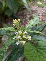 Asclepias nivea