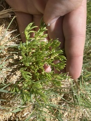 Nitrophila occidentalis