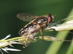 Lejops vittatus
