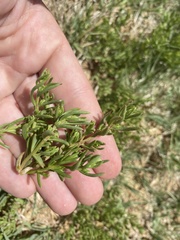 Nitrophila occidentalis