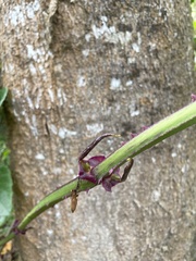 Dioscorea chondrocarpa