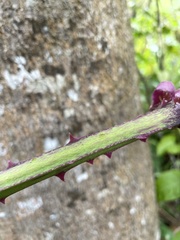 Dioscorea chondrocarpa