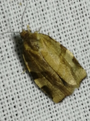 Choristoneura hebenstreitella