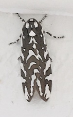 Arachnis dilecta