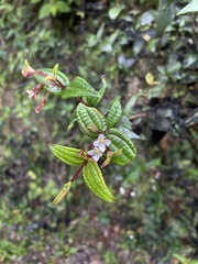 Miconia crotonifolia
