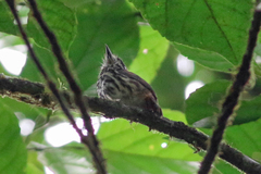 Micromonacha lanceolata