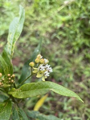 Asclepias nivea