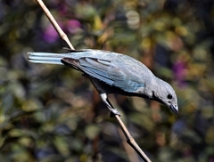 Thraupis sayaca