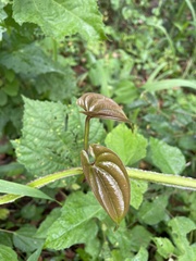 Dioscorea alata