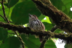 Micromonacha lanceolata