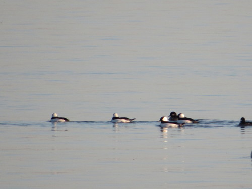 Bufflehead photographed in Oklahoma