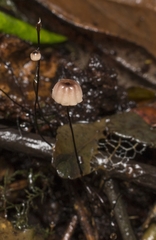 Marasmius bulliardii