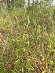 Spiranthes eatonii
