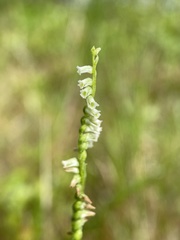 Spiranthes eatonii