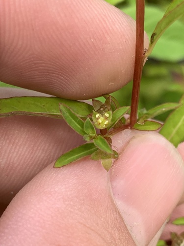 Ludwigia glandulosa iNat (2)
