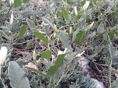 Convolvulus arvensis