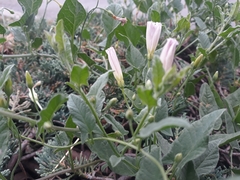 Convolvulus arvensis