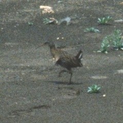 Rallus crepitans