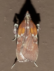 Galasa nigrinodis