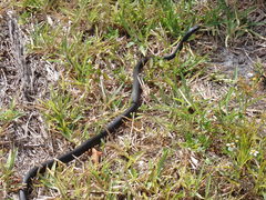 Coluber constrictor priapus image