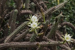 Harrisia tetracantha