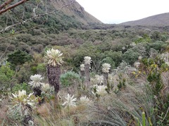 Espeletia pycnophylla