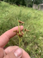 Rhynchospora recognita