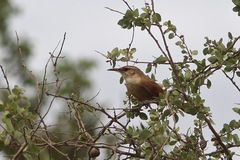 Tarphonomus harterti