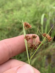 Rhynchospora recognita