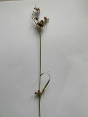 Rhynchospora recognita