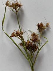 Rhynchospora recognita