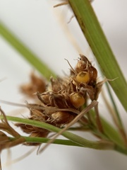 Rhynchospora recognita