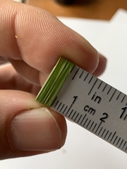 Rhynchospora recognita