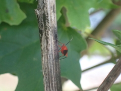 Coccobaphes frontifer