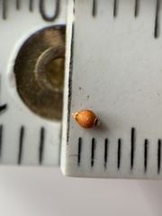 Rhynchospora recognita