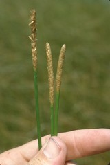 Eleocharis cellulosa