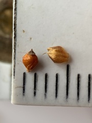 Rhynchospora recognita