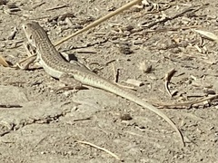 Acanthodactylus schreiberi