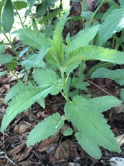 Sanguisorba officinalis
