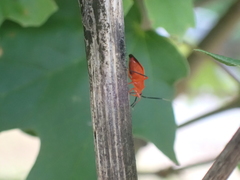 Coccobaphes frontifer