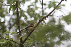 Stigmatura budytoides